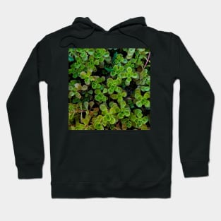 Stonecrop Leaves Depth Color Hoodie